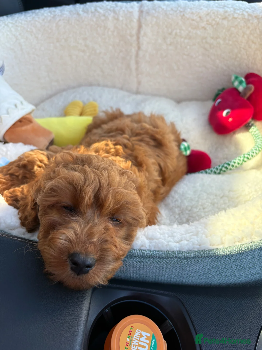Cockapoo dogs for sale: Sad sale of Beautiful Red Male cockapoo - Advert 9