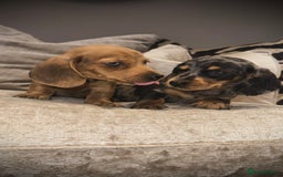 Miniature Dachshund dogs for sale: 🐾Stunning miniature dachshunds🐾 - Image 2