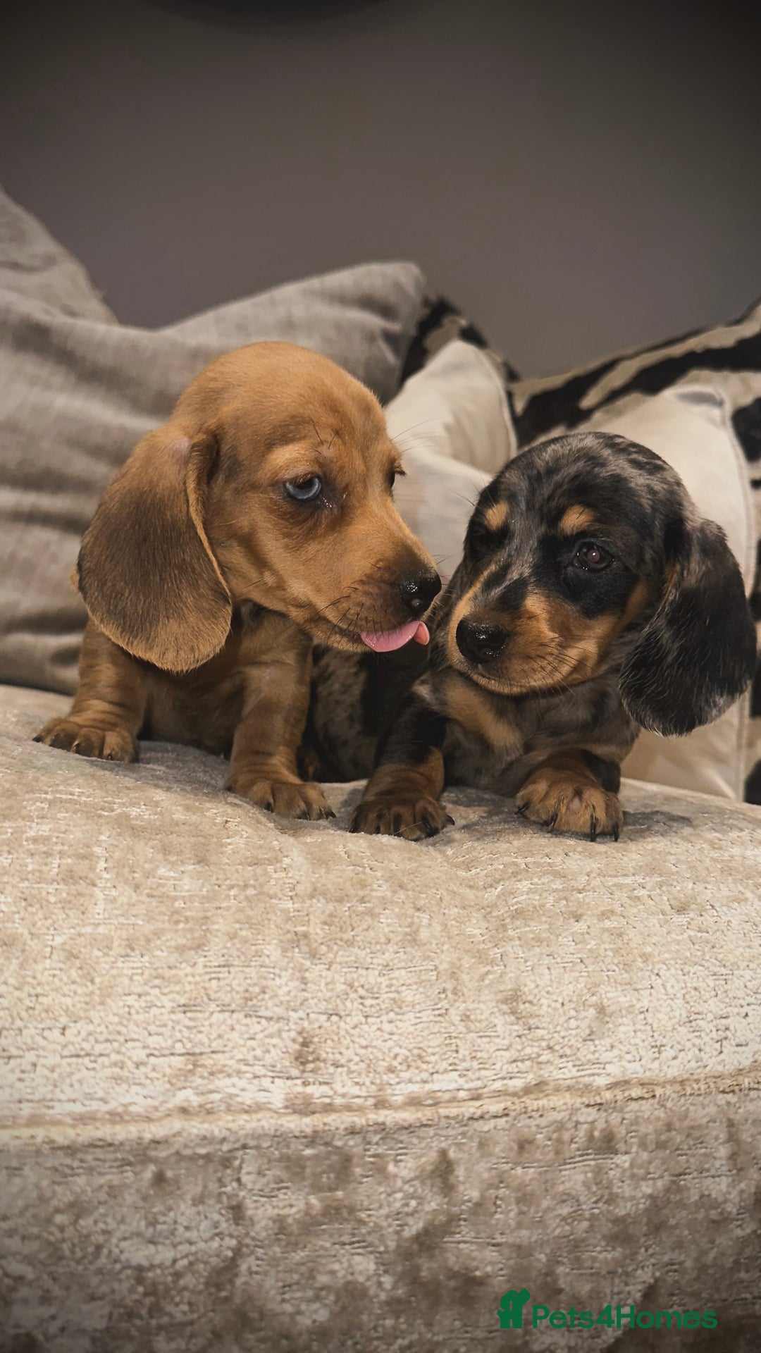 Miniature Dachshund dogs for sale: 🐾Stunning miniature dachshunds🐾 - Image 2