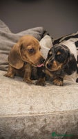 Miniature Dachshund dogs - Advert 2