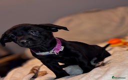 Mixed Breed dogs for sale: Cairndors - Image 8