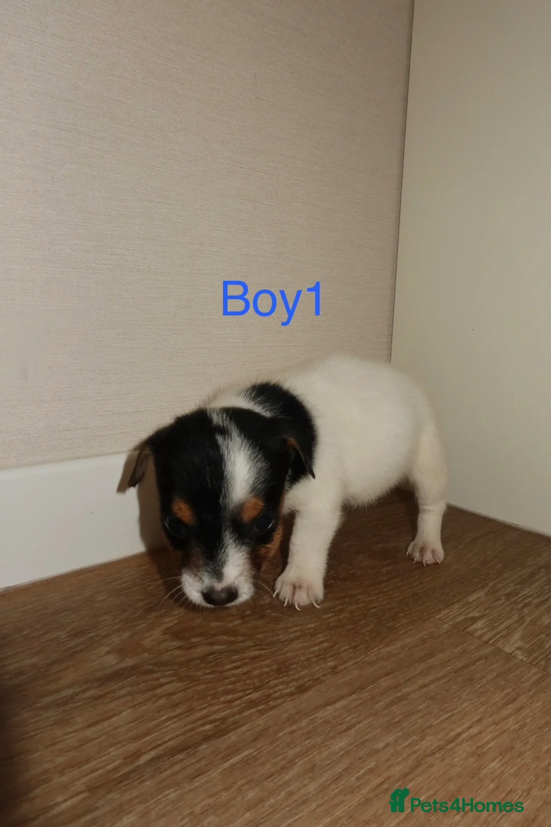Jack Russell dogs for sale: Jack Russell puppies  in Wolverhampton - Advert 6