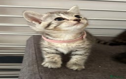 Mixed Breed cats for sale: Silver & brown British shorthair / bengal kittens  - Image 8