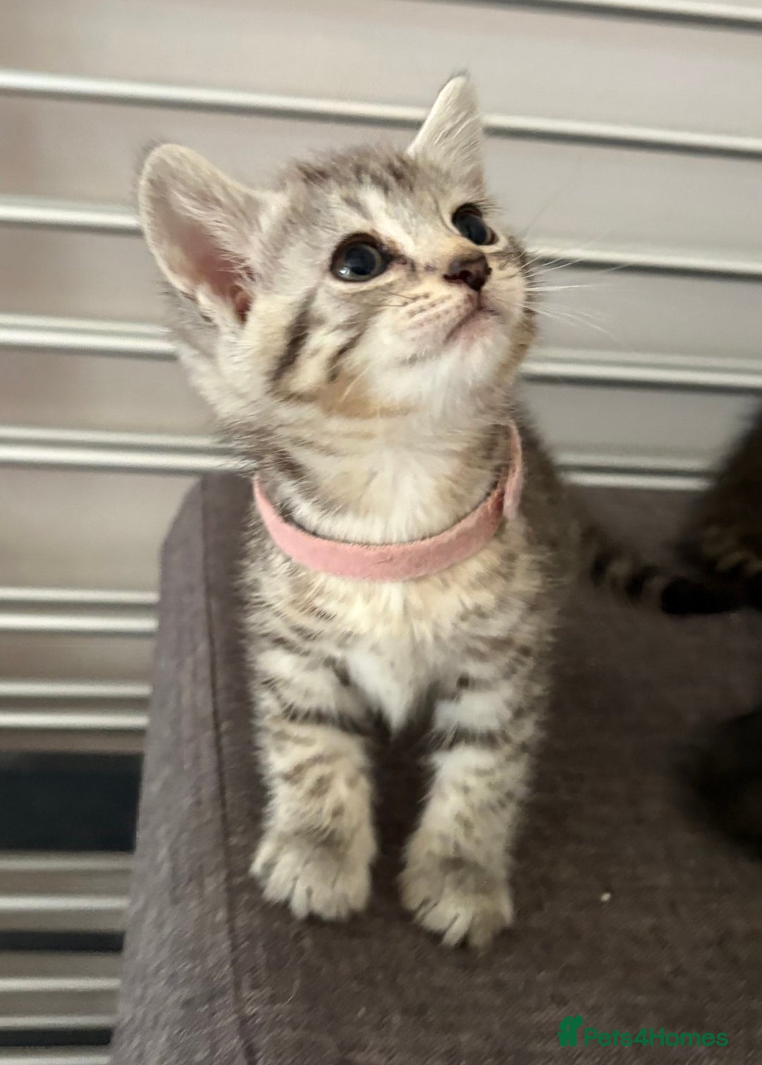 Mixed Breed cats for sale: Silver & brown British shorthair / bengal kittens  - Image 8
