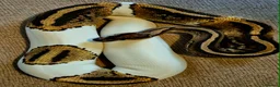 Python Snake reptiles for sale: 3 Royal Pythons for rehoming  - Advert 1