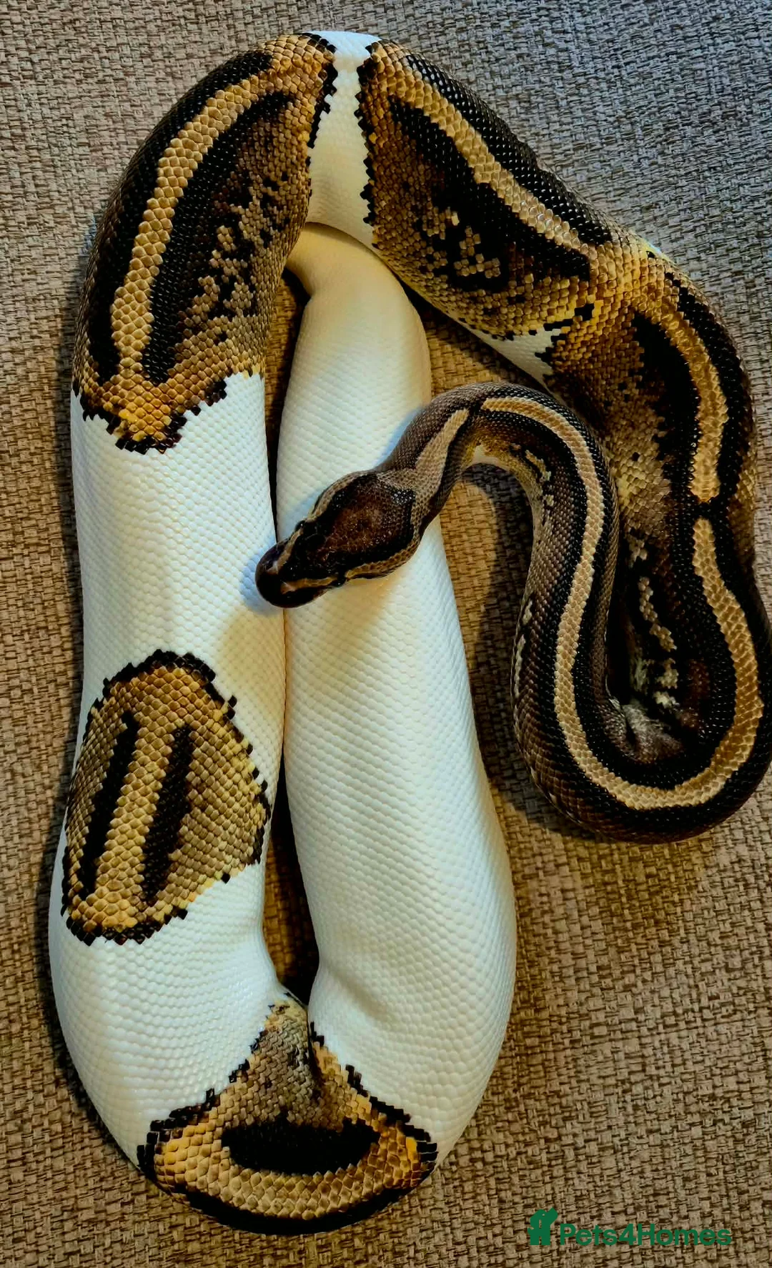 Python Snake reptiles for sale: 3 Royal Pythons for rehoming  - Advert 1