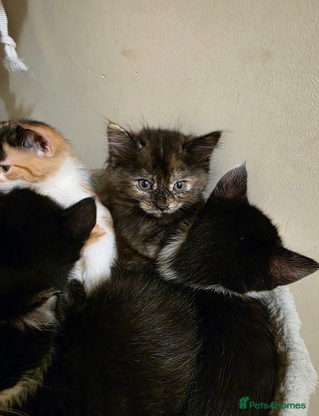 Mixed Breed cats for sale: Adorable longhair and short hair  - Advert 9