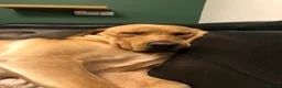 Labrador Retriever dogs for sale: Labrador looking for loving new home - Advert 11