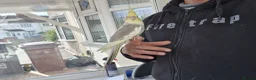 Cockatiels birds for sale: Super Hand Tamed cockatiel for sale  - Advert 17