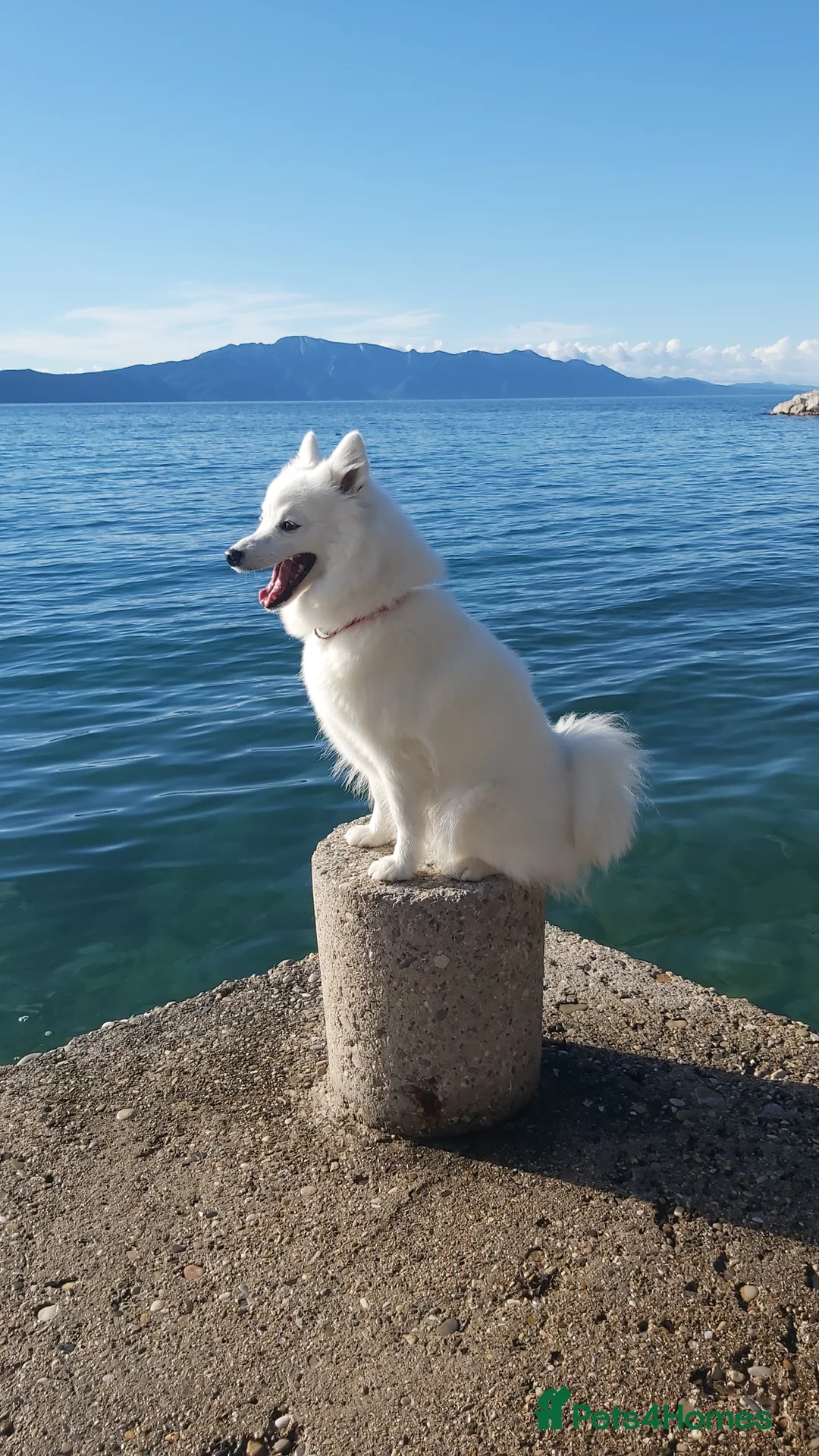 Japanese Spitz dogs for sale: Japanese Spitz Puppies - Advert 1