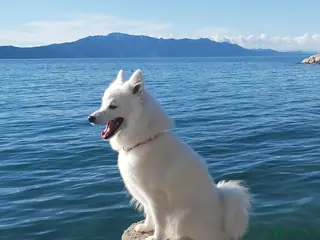 Japanese Spitz dogs Japanese Spitz Puppies - Advert 5