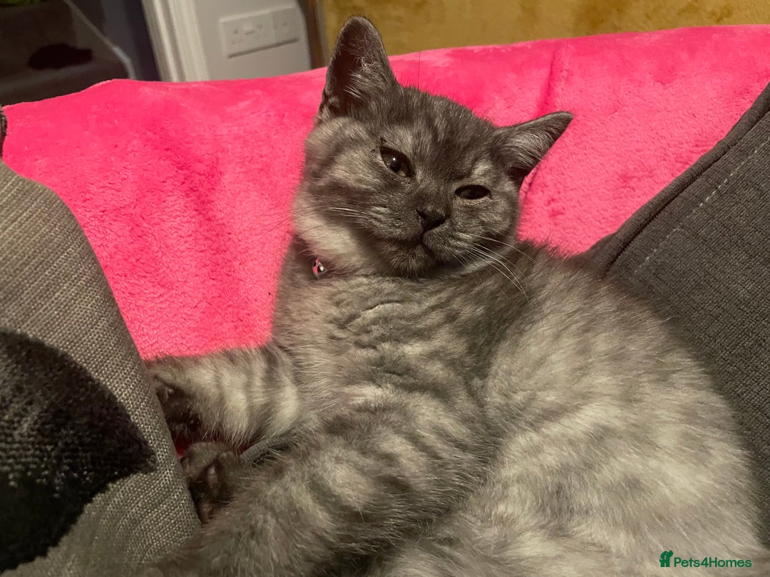 British Shorthair cats for sale: 4 month old male British Shorthair - Advert 4