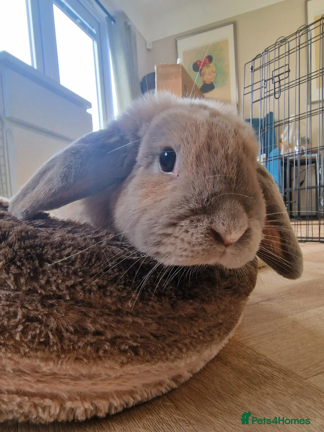 Mini Lop rabbits for sale: House Rabbit Needing Forever Home in Abergele - Advert 2