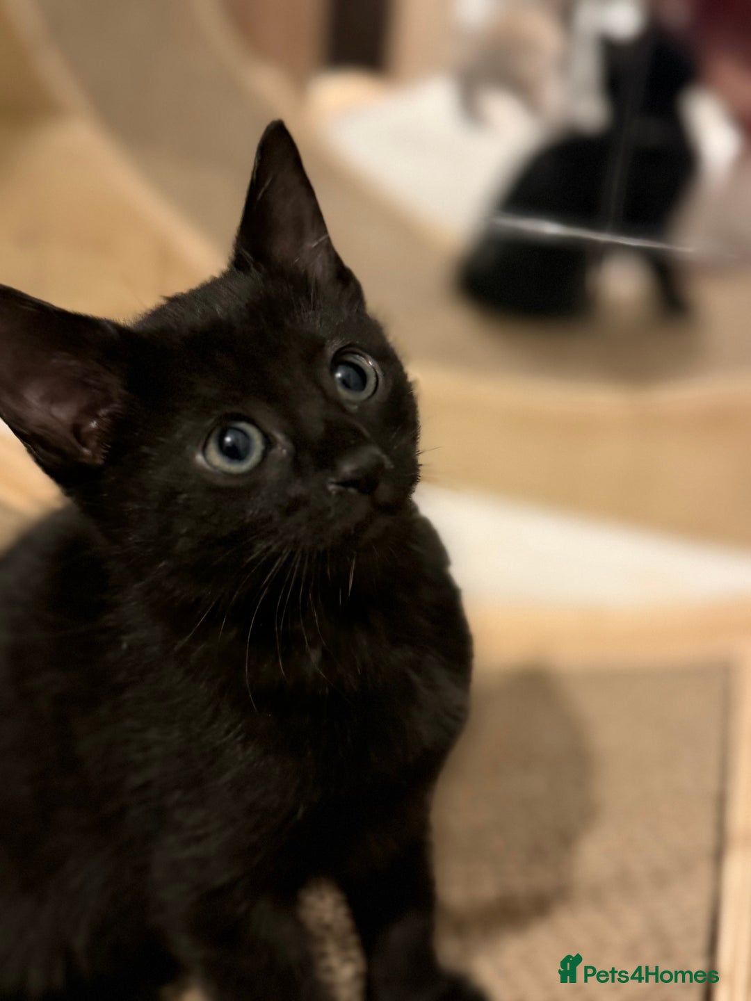 Russian Blue cats for sale: “Black Panther” Gorgeous Russian Blue Mixed breed! - Advert 5