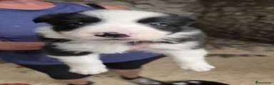 Border Collie 2