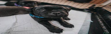 Black Staffordshire Bull Terrier (Blue Collar)