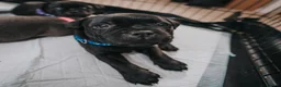 Staffordshire Bull Terrier dogs for sale: Blue & Black KC Staffie Puppies - Champ Bloodline - Advert 23