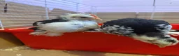 Chickens poultry for sale: Pekin bantam chicks  in Cardiff - Advert 10