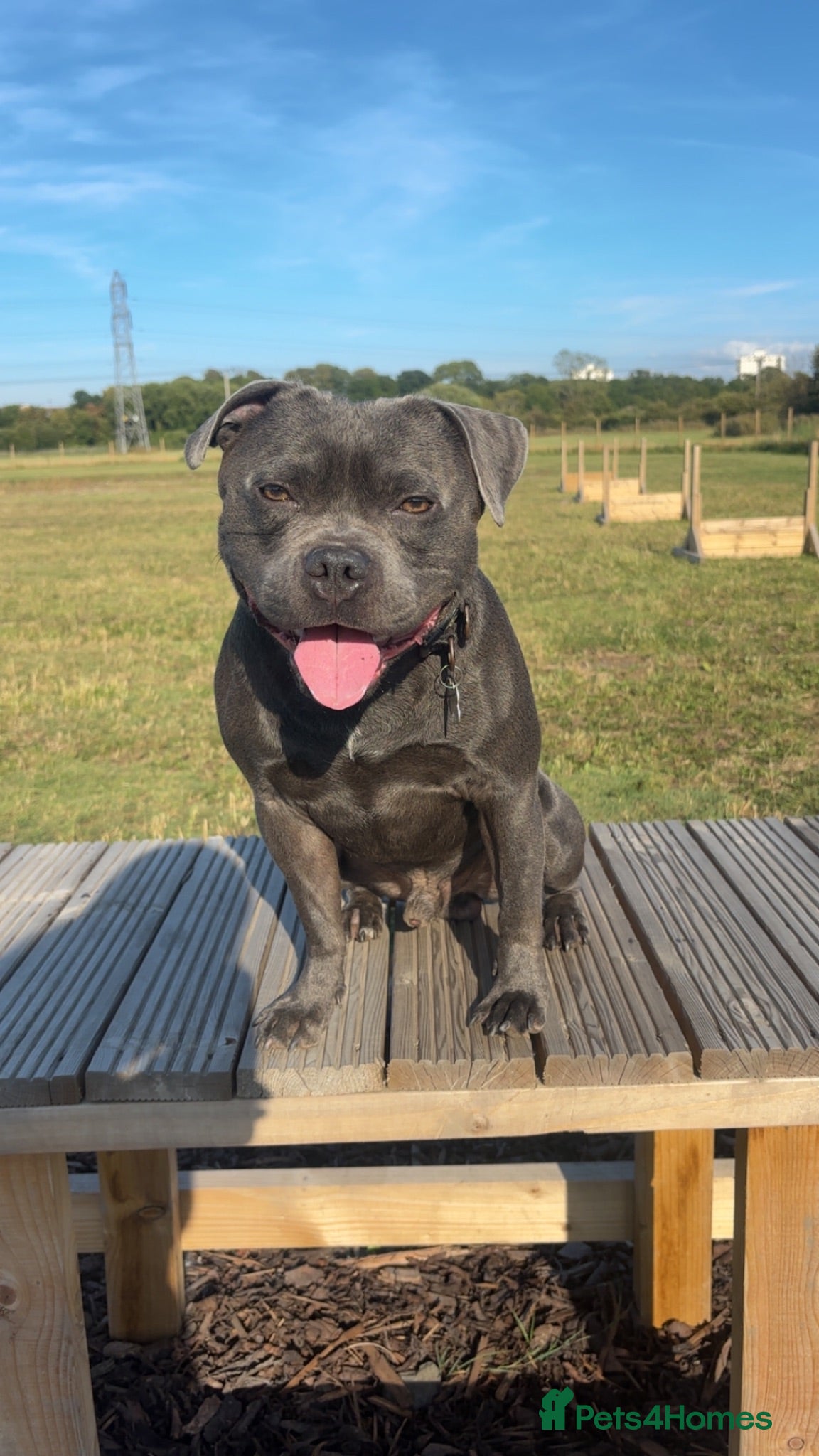 Staffordshire Bull Terrier dogs PROVEN STUD WITH VALGLO BLOOD LINES🩶 - Advert 22