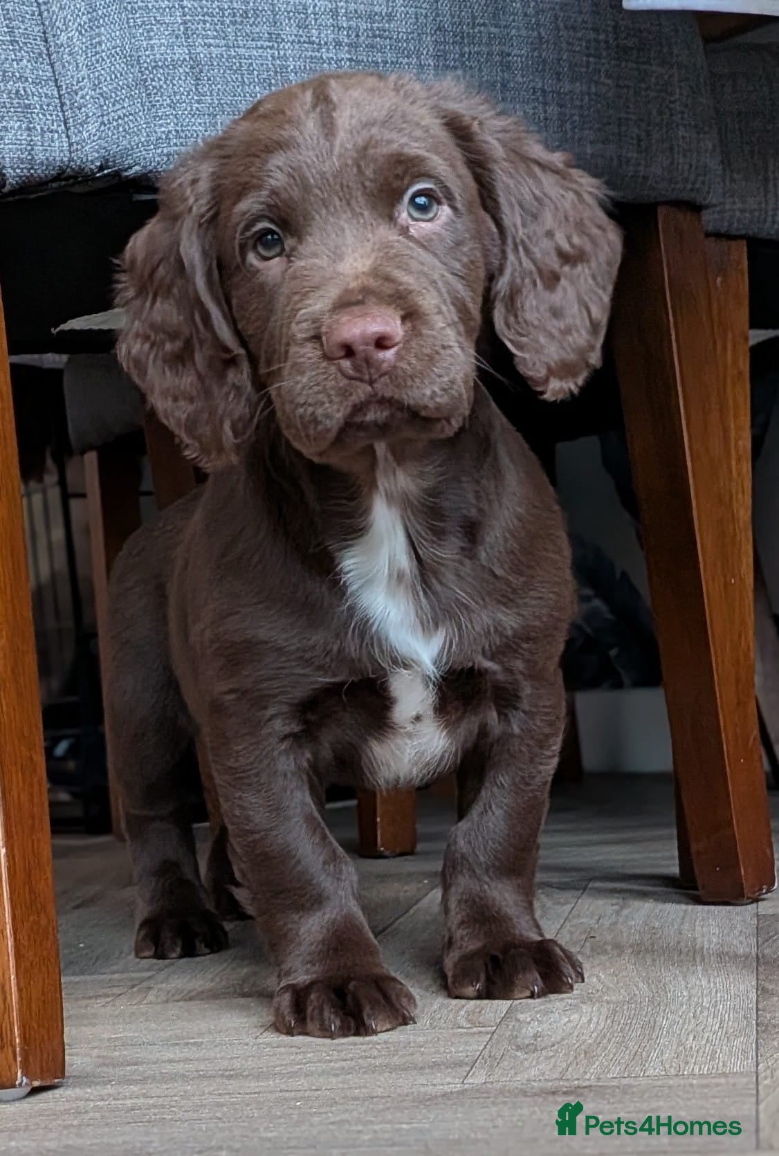 Sprocker dogs READY NOW Sprocker puppy  - Advert 1
