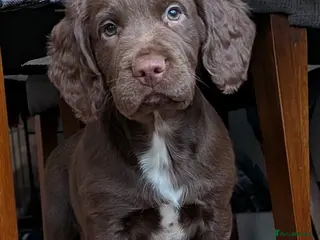 Sprocker dogs READY NOW Sprocker puppy - Advert 1