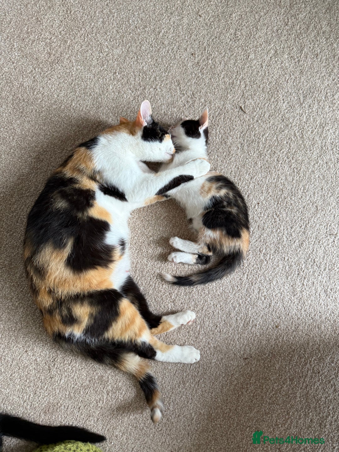 Oriental cats for sale: Sweet Little Calico Baby - Image 9