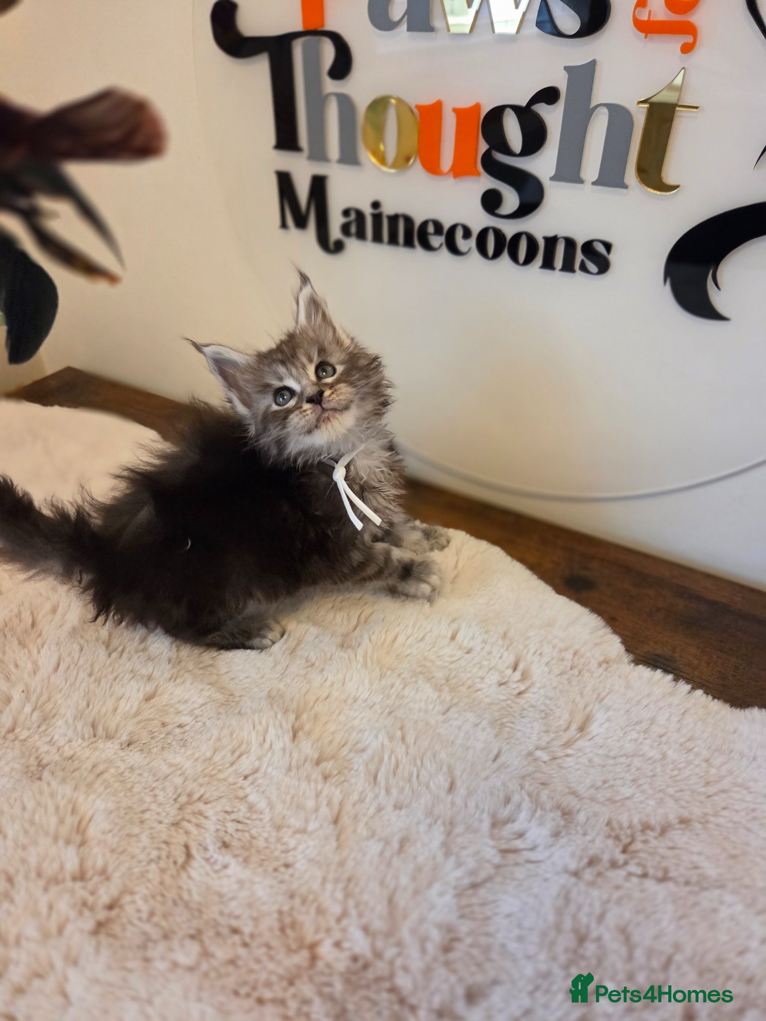 Maine Coon cats Outstanding Quality TICA reg Kittens - Advert 2