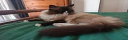 Siberian cats for stud:  Siberian Neva Maskarade  Male Available for Stud in Slough - Advert 3