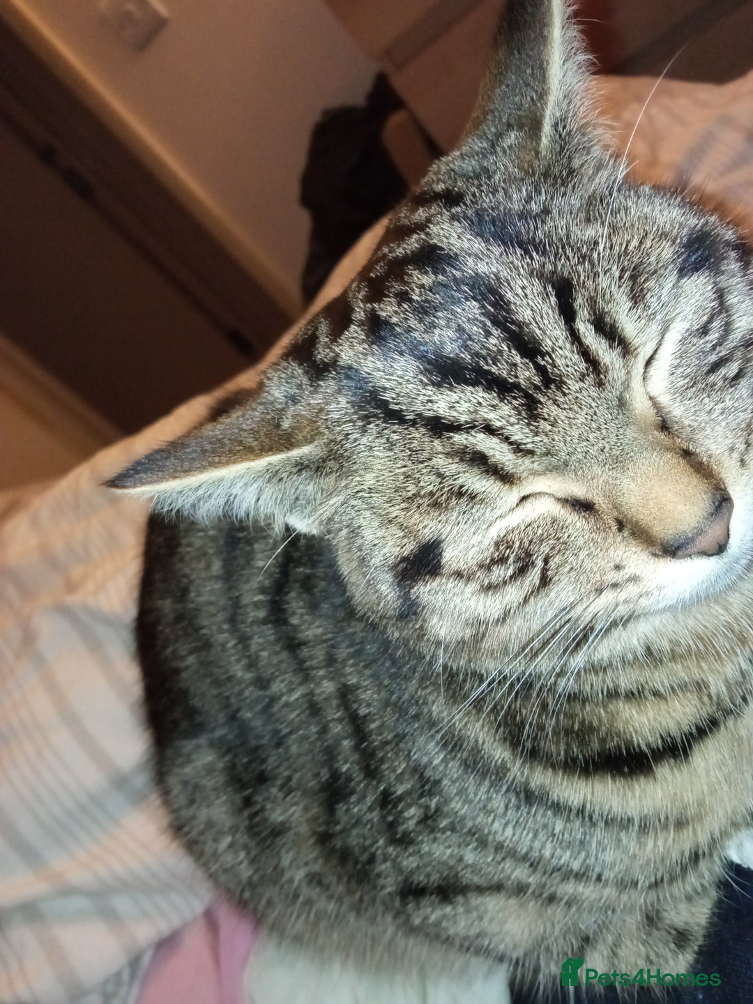 Mixed Breed cats for sale: Mixed Breed Male Brown Tabby  - Advert 8