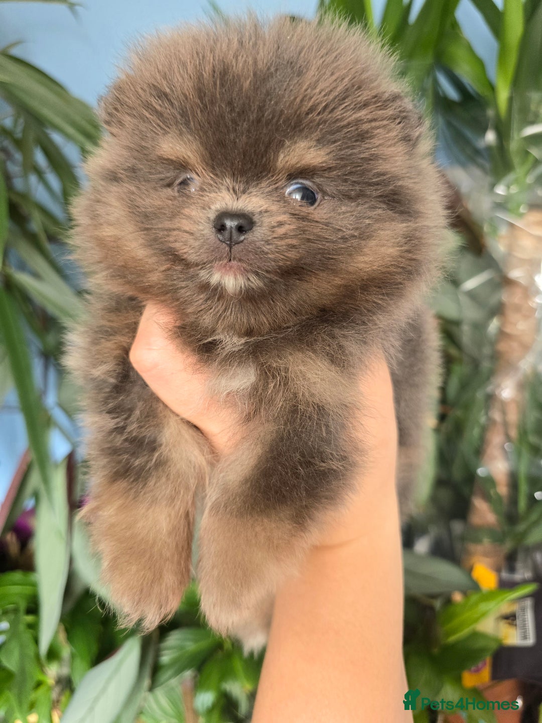 Pomeranian dogs for sale: True to type blue and chocolate boy - Image 10