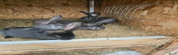 Continental Giant rabbits for sale: Rabbits for sale  - Advert 14