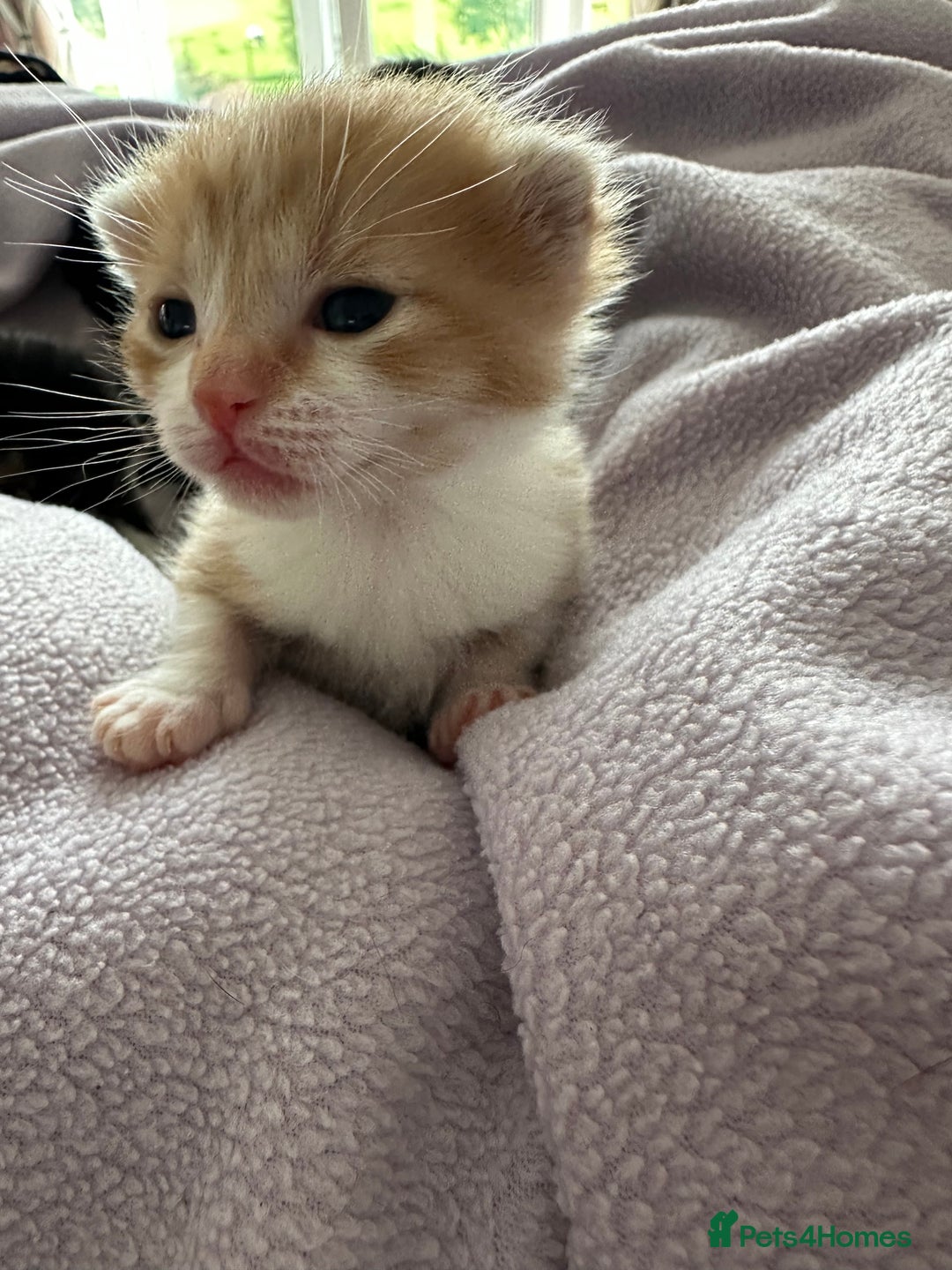 Domestic Shorthair cats for sale: 8 Beautiful kittens with stunning markings  - Image 10