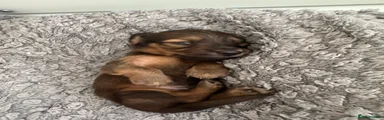 Miniature Dachshund 1