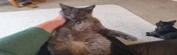 Mixed Breed cats for sale: Maine Coon x Marble Bengal kittens, mixed breed - Advert 10