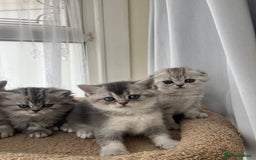 Scottish Fold cats for sale: Adorable Scottish Fold Kittens  - Image 9
