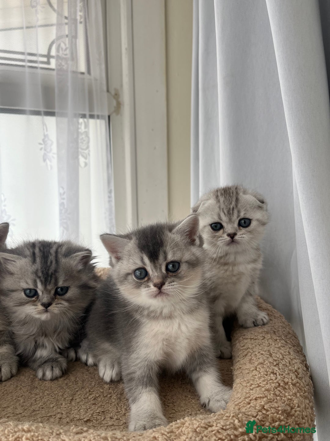 Scottish Fold cats for sale: Adorable Scottish Fold Kittens  - Image 9