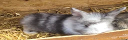 Mini Lion Lop rabbits for sale: Mini lion lops  - Advert 3
