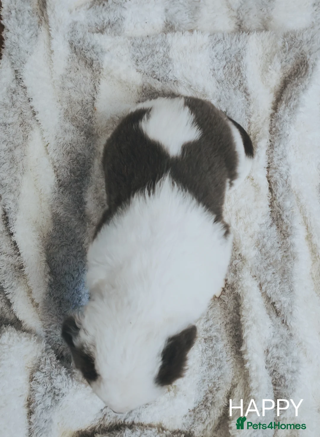 Mixed Breed dogs for sale:  REDUCED!! 2 OLD TYME BORDER COLLIE PUPPIES!  - Advert 28