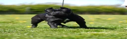 Cane Corso dogs for sale: Quality cane corso puppies  - Advert 3