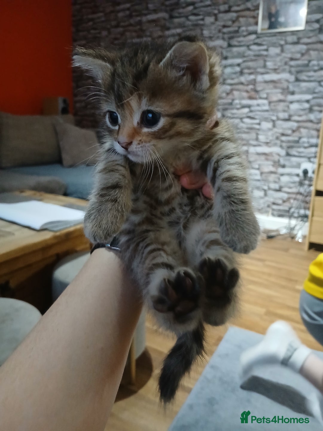 Mixed Breed cats for sale: 6 beautiful kittens - Image 10