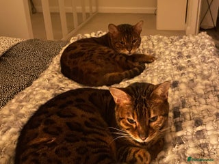 Bengal cats Beautiful Bonded Bengals - Advert 8