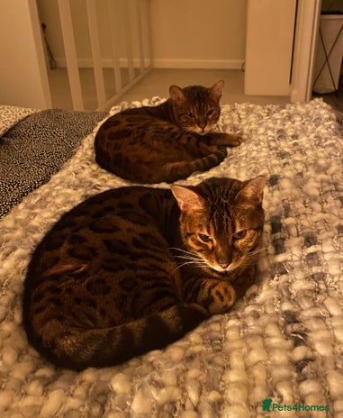 Bengal cats Beautiful Bonded Bengals - Advert 1