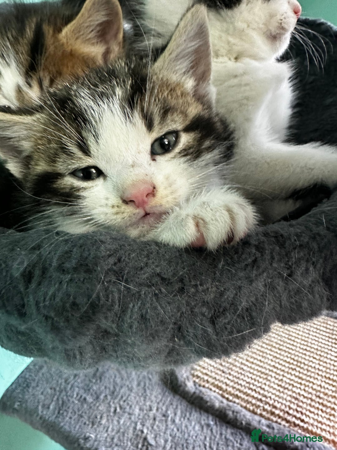 Mixed Breed cats for sale: Adorable Family-Raised Kittens 🐱  - Advert 4