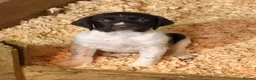 Mixed Breed dogs for sale: Sprointer puppies - Advert 9