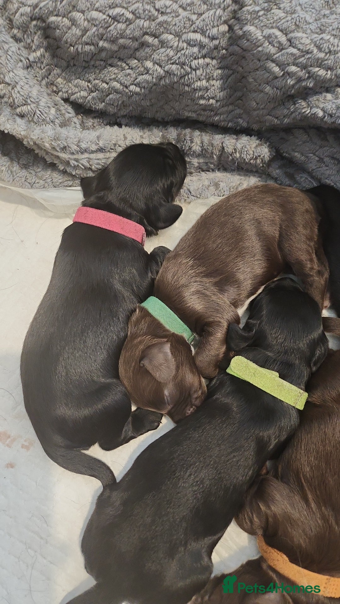 Cocker Spaniel dogs for sale: Cocker Spaniel Puppies (Leave December 1st🎄🐕💖) - Image 14