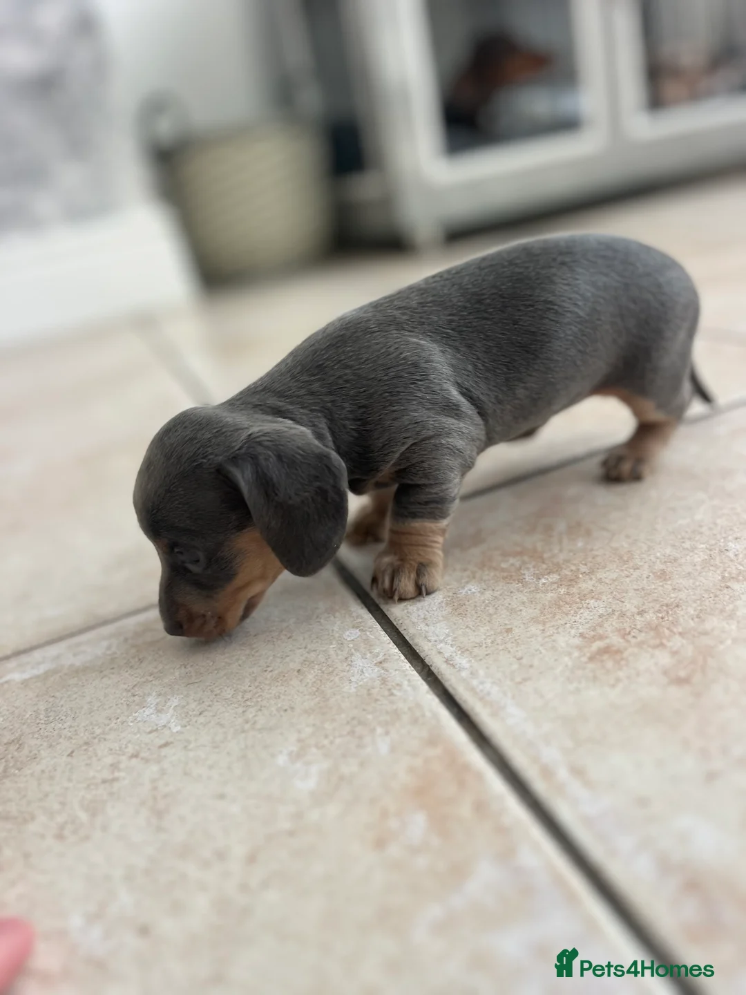 Miniature Dachshund dogs for sale: Stunning Dachshunds - Advert 11
