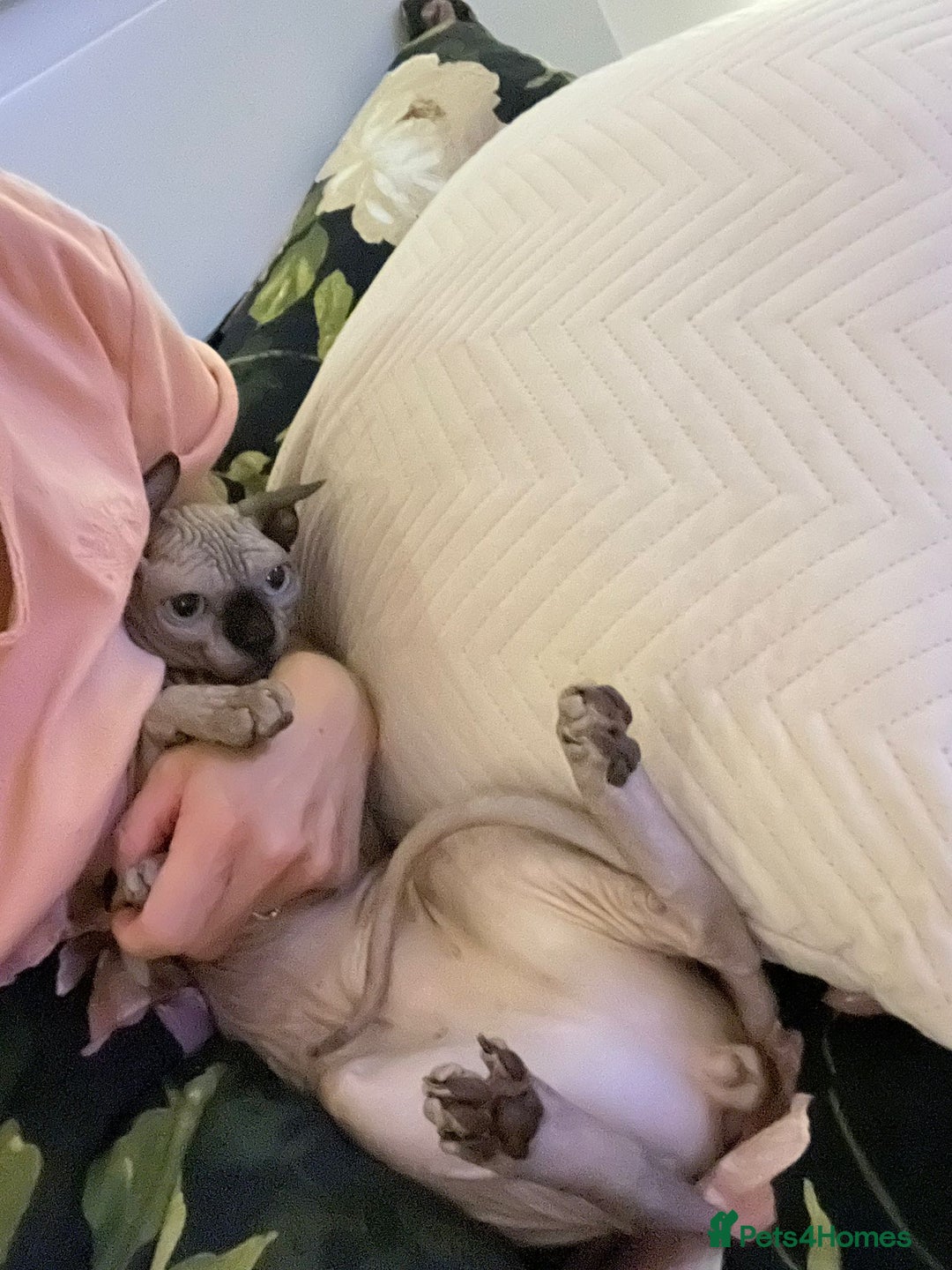 Sphynx cats for sale: Gorgeous 5 years old boy Tica registered - Image 2