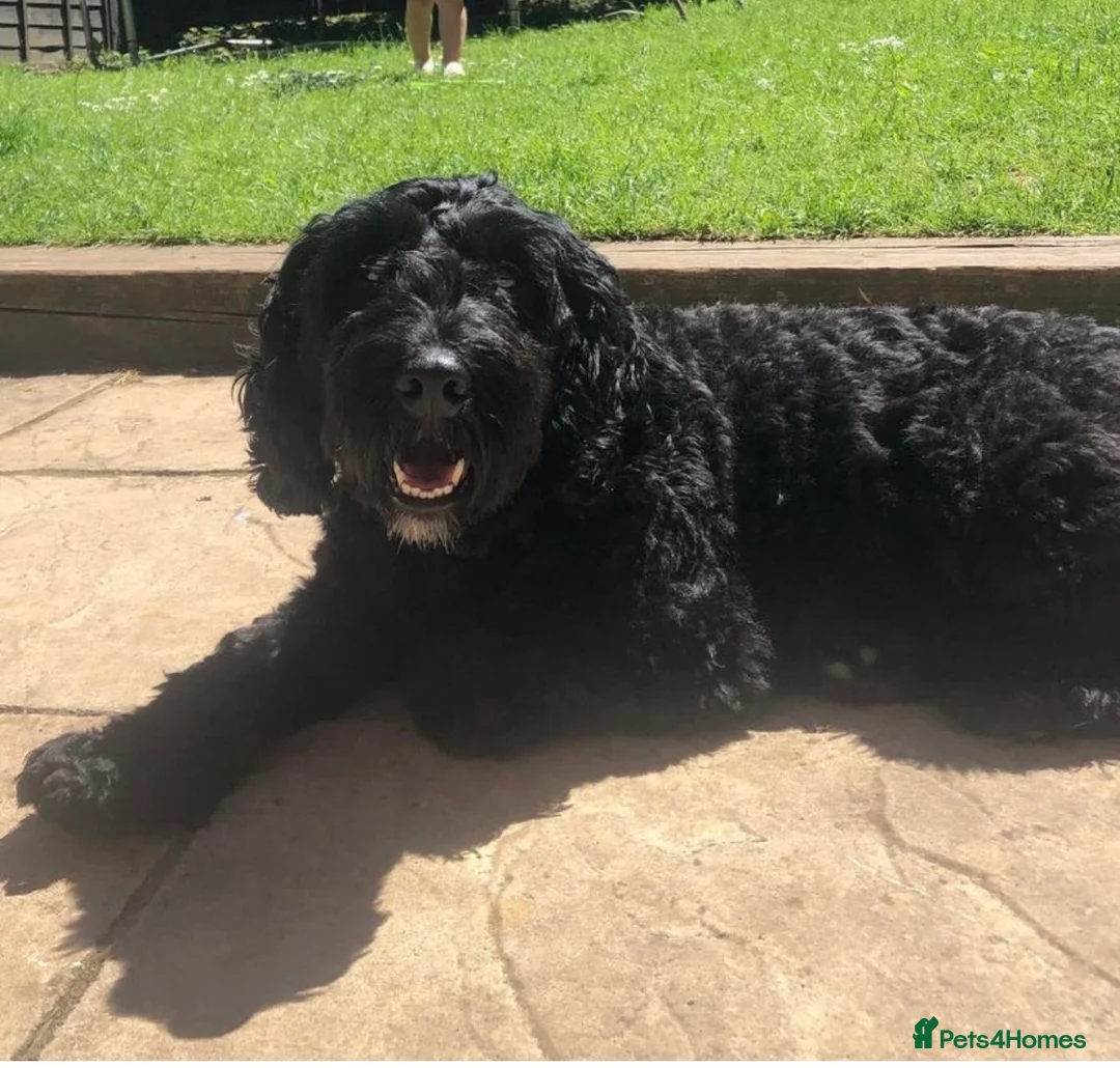 Mixed Breed dogs for sale: Cockapoo / Sprocker Puppies - Advert 1