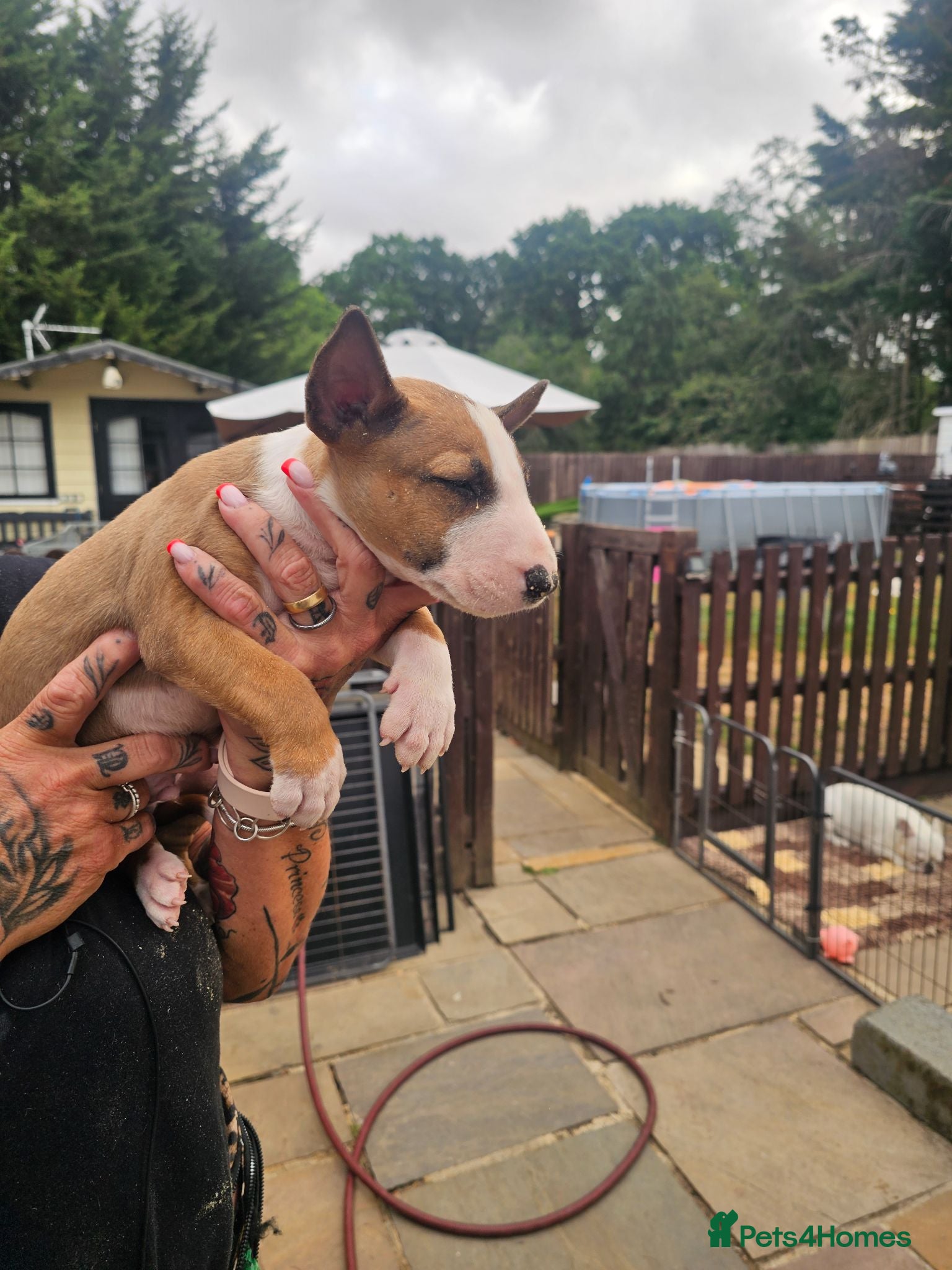 English Bull Terrier dogs English bullterrier pups for sale - Advert 2