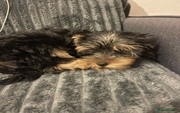 Yorkshire Terrier dogs for sale:  Maxi - Image 2